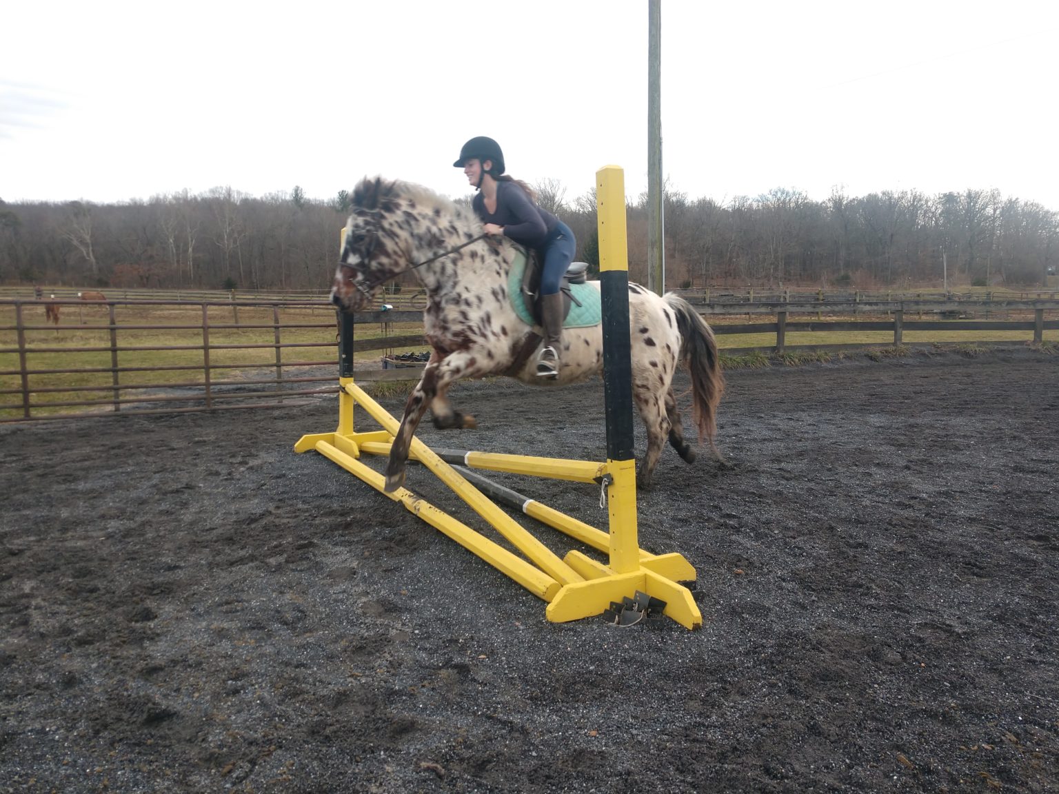 Hunter/Jumper Horseback Riding Lessons Harrisonburg, VA