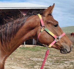 Keezlenutten Farm Asha