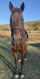 Keezlenutten Farm Elvis